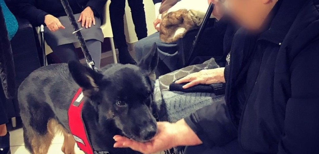 Θεσσαλονίκη: Σκύλοι - βοηθοί αλλάζουν τη ζωή ατόμων με άνοια ή Alzheimer