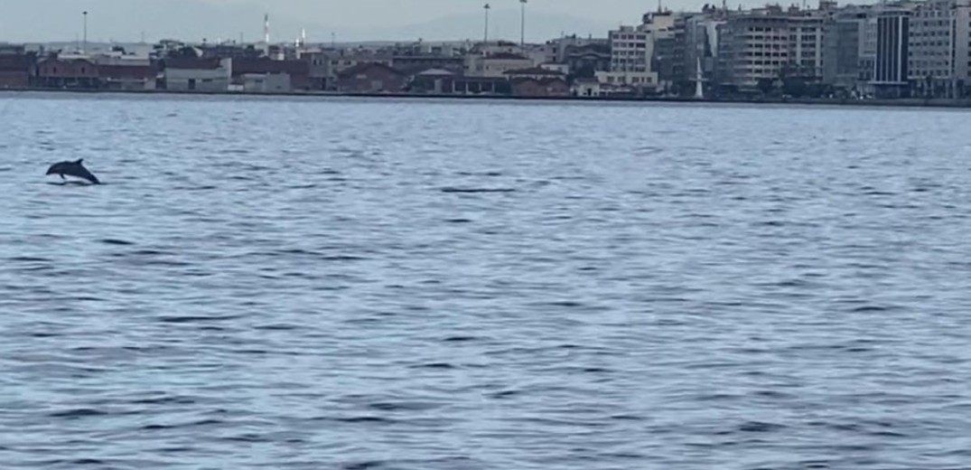 Θεσσαλονίκη: Πρωινή επίσκεψη από δελφίνια στον Θερμαϊκό (βίντεο, φωτ.)