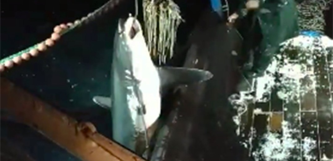 Καρχαρίας-αλεπού ψαρεύτηκε 5 μίλια από ακτή της Καβάλας (video)