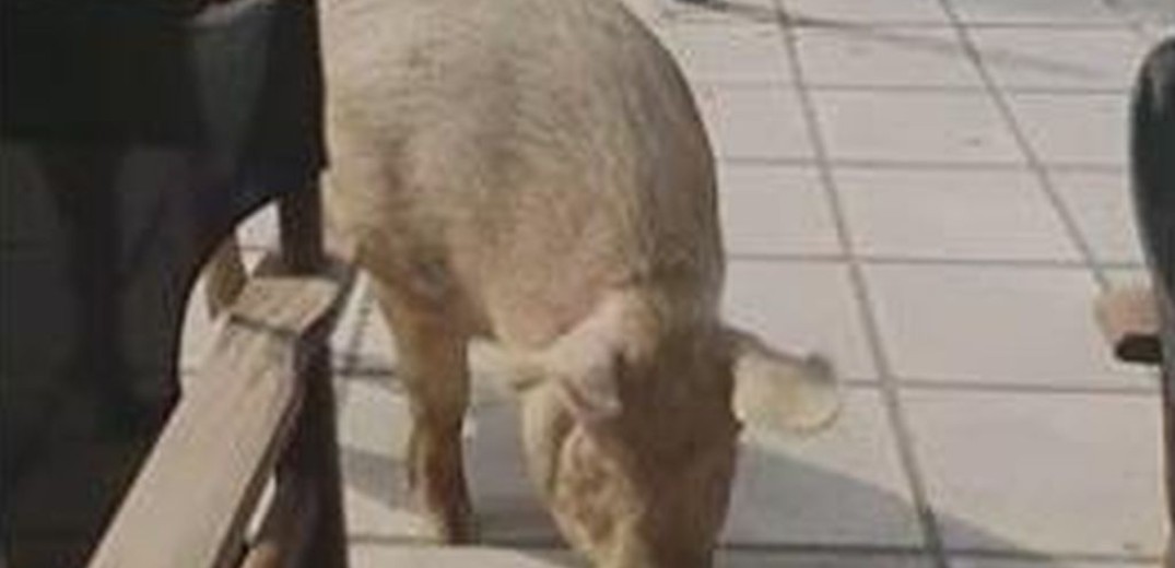 Θεσσαλονίκη: Δύο... γουρούνια επισκέφθηκαν καφετέρια στις Συκιές&#33; (Βίντεο)