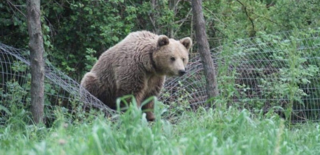 Καστοριά: Τι λέει ο 26χρονος Γιάννης Καμπούρης που πάλεψε με την αρκούδα 