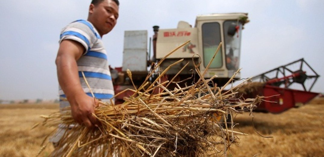 Κίνα: Νέο νανοστοιχείο στην καλλιέργεια του σιταριού  