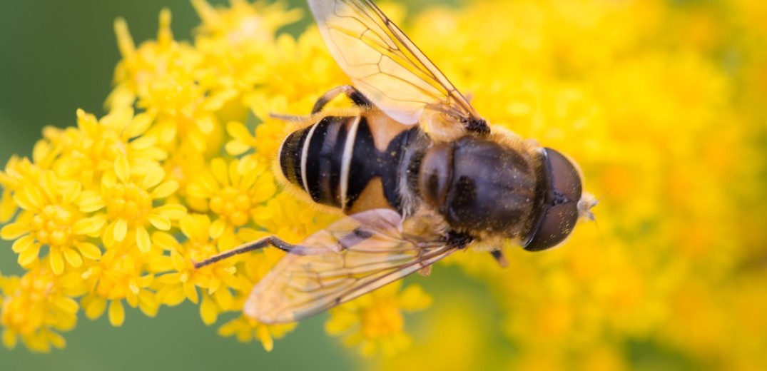Έβρος: Οι μελισσοκόμοι αντιμετωπίζουν το ενδεχόμενο καταστροφής (βίντεο)