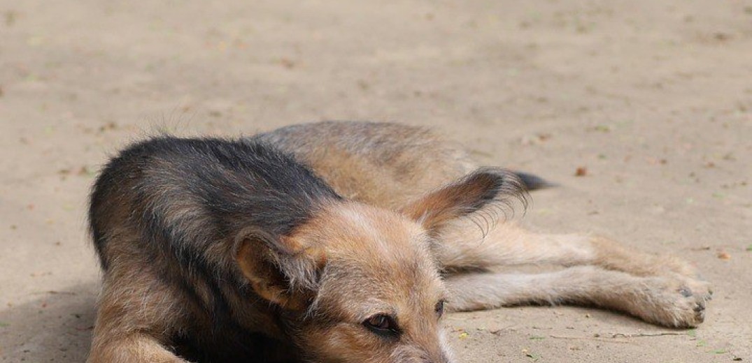 Σκότωσαν αδέσποτα σκυλιά στα Πεύκα 