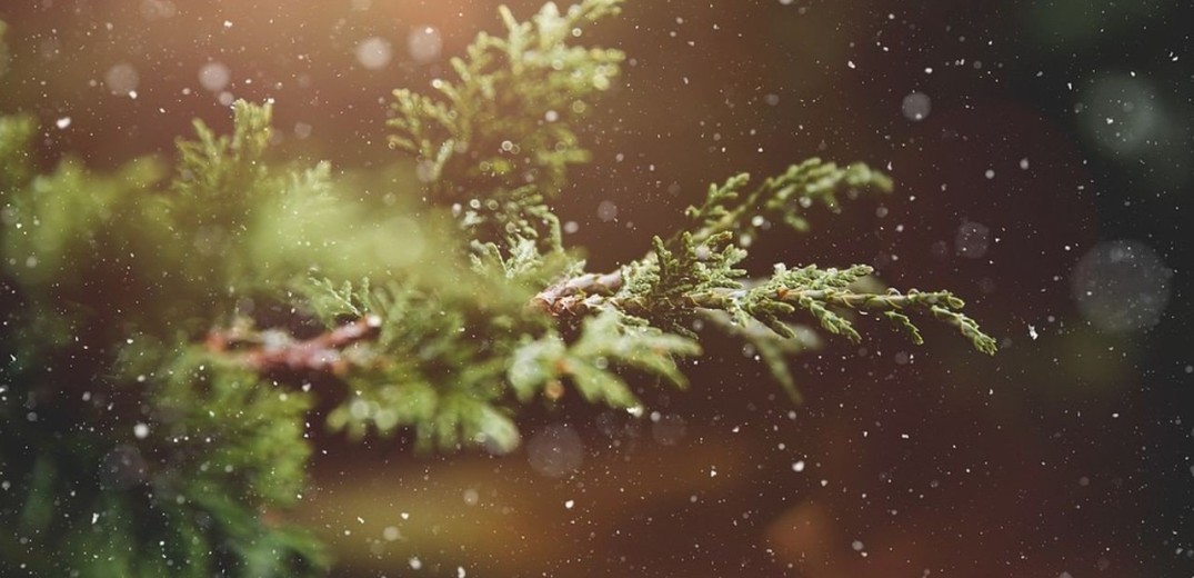 Σε ποια σημεία μπορούν οι Θεσσαλονικείς να αφήνουν φυσικά χριστουγεννιάτικα δέντρα 