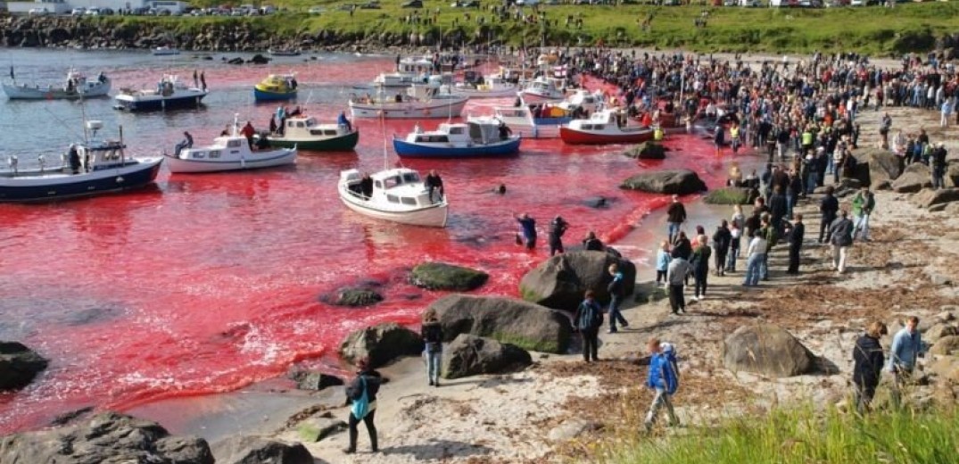 Σοκ στη Δανία: Σφαγιάστηκαν σχεδόν 1.500 δελφίνια στα νησιά Φερόε (Φωτ.)