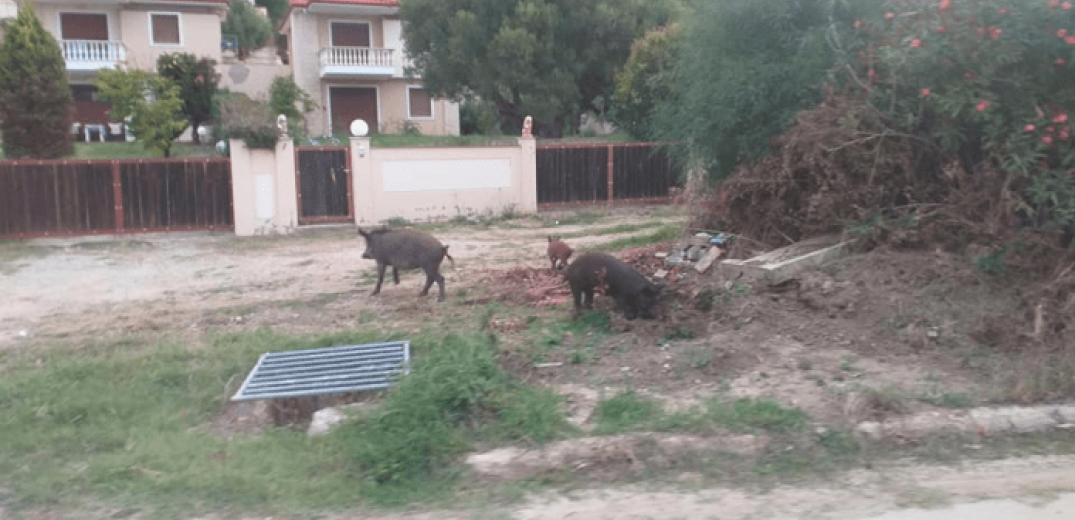 Ν. Σκιώνη: Αγριογούρουνα... βγήκαν βόλτα στο χωριό