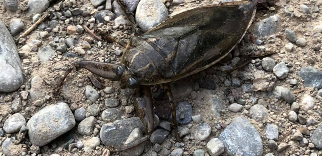 Λιθόκερος: Το έντομο-γίγας αναστατώνει τη Θεσσαλονίκη αλλά και την υπόλοιπη επικράτεια 