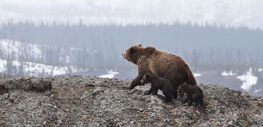 Κοζάνη: Επίθεση αρκούδας σε κυνηγό στον Αυγερινό Βοΐου - Τον έσωσε το κινητό του