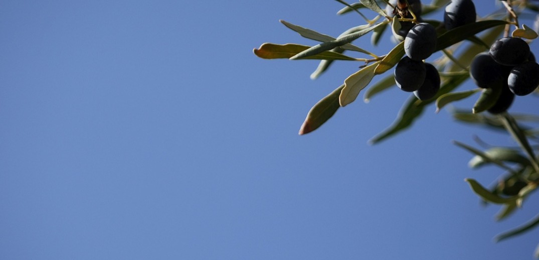 Στη Θεσσαλονίκη από το Αίγιο δεκάδες υπεραιωνόβιες ελιές για το Πάρκο Μνήμης