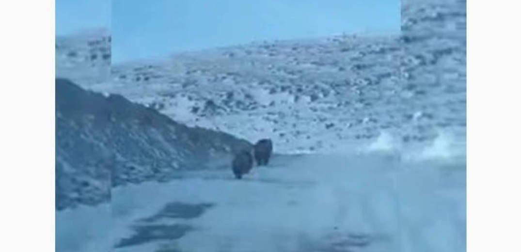 Σιάτιστα: Νεαροί έπεσαν πάνω σε αρκούδα με τα αρκουδάκια της (βίντεο)