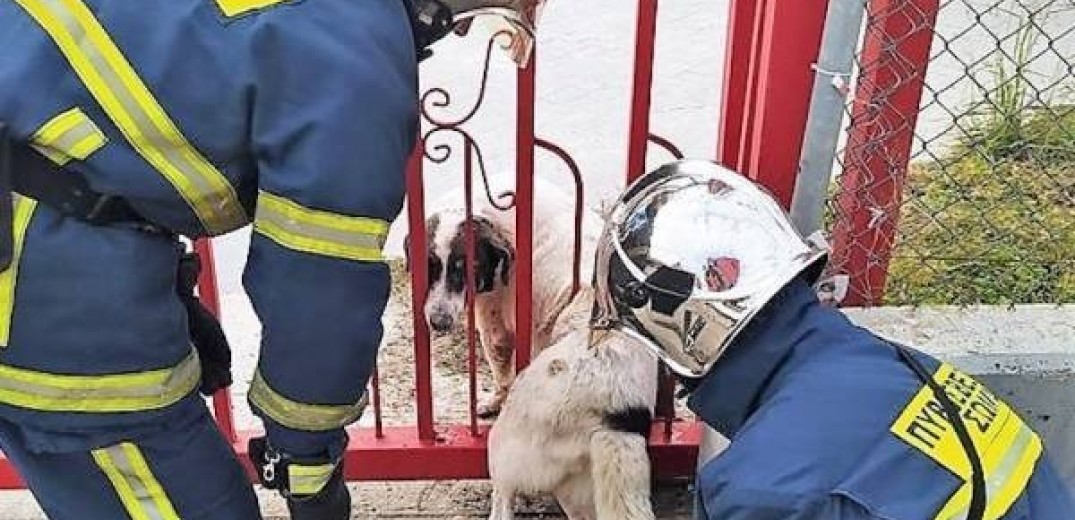 Έναν σκύλο απεγκλώβισε η πυροσβεστική στην Καβάλα