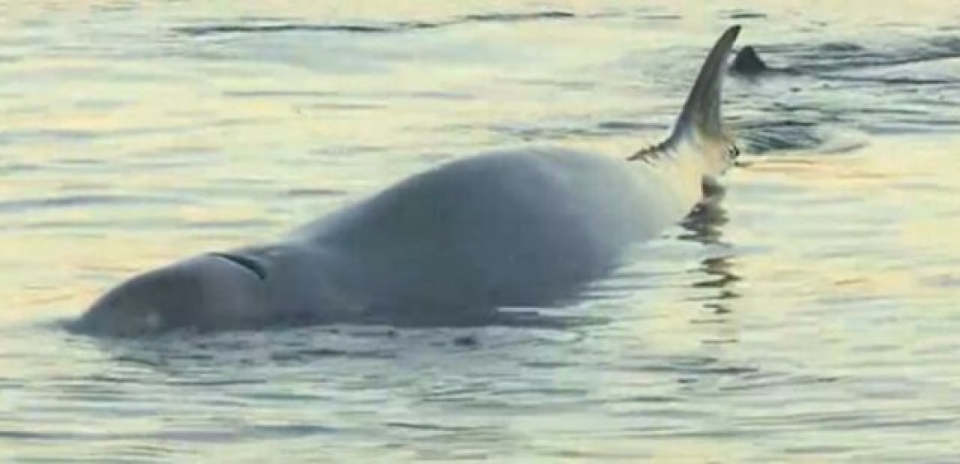 Στην ανοικτή θάλασσα οδηγήθηκε η φάλαινα που εγκλωβίστηκε σε παραλία του Φαλήρου