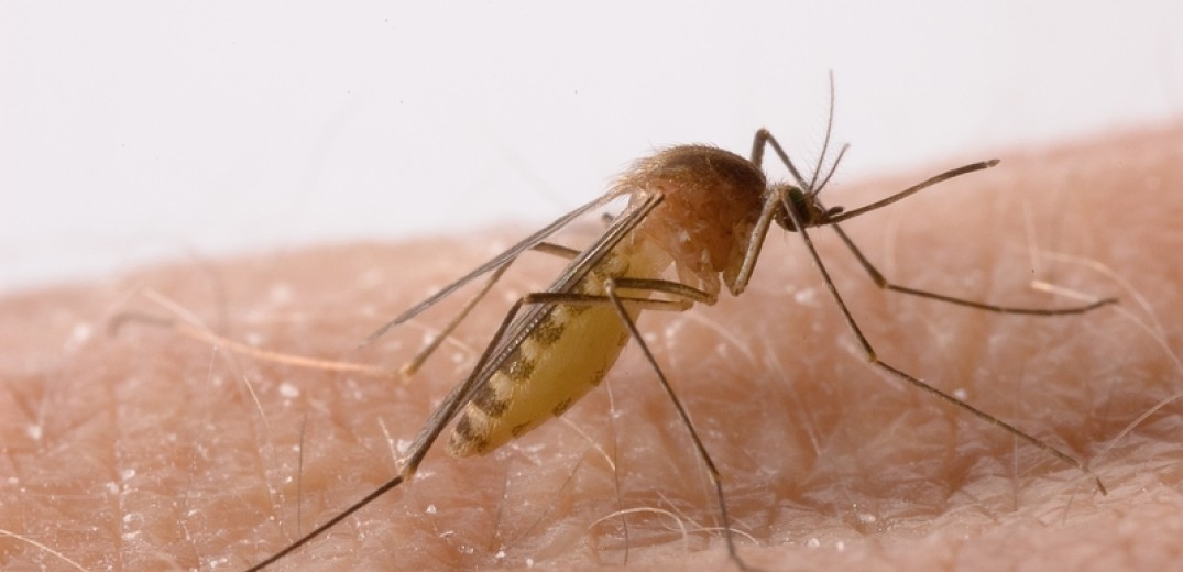  Μελέτη του ΔΠΘ για τα κουνούπια και τους ιούς που μεταφέρουν μέσω ανάλυσης του DNA