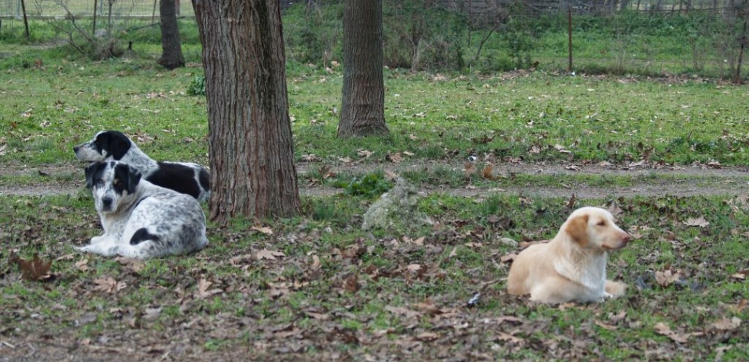 Απάνθρωπη εικόνα στην Καστοριά: Βρέθηκαν νεκρά 2 σκυλιά - Ενδείξεις βασανισμού