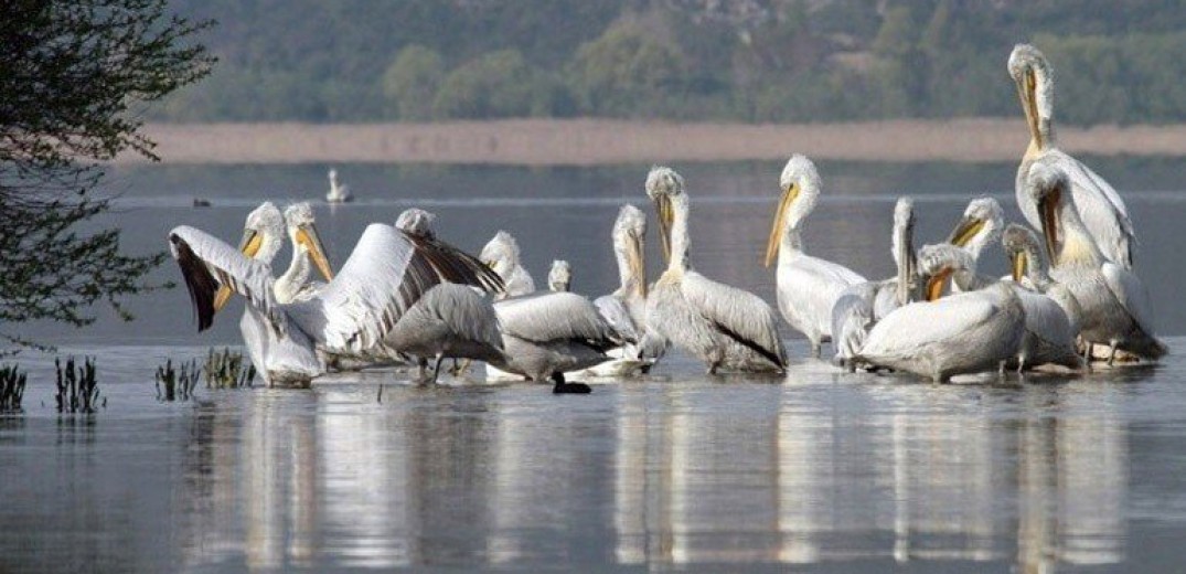 Γρίπη των πτηνών: Τι απαντά η κυβέρνηση για τον θάνατο των αργυροπελεκάνων σε Μικρή Πρέσπα και Καστοριά