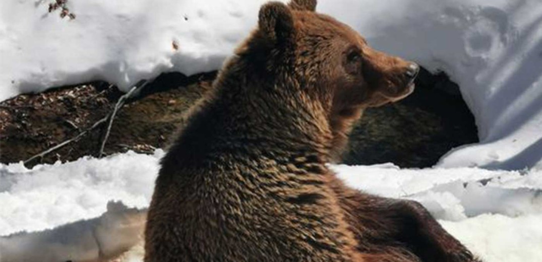 Η άνοιξη ξύπνησε τις αρκούδες του Αρκτούρου&#33; 