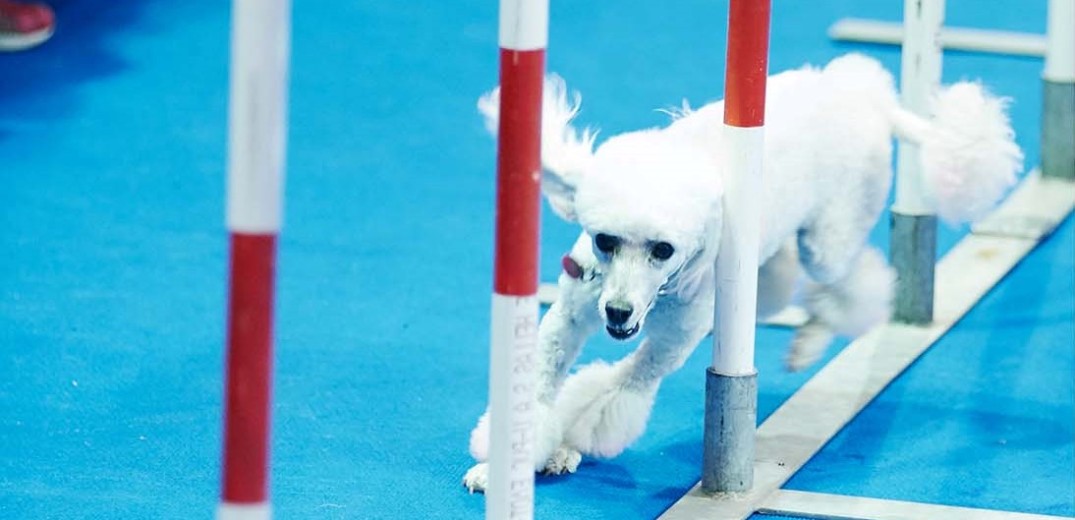 Discover Dogs 2022: Η μεγαλύτερη γιορτή για τους τετράποδους φίλους επιστρέφει στη Θεσσαλονίκη