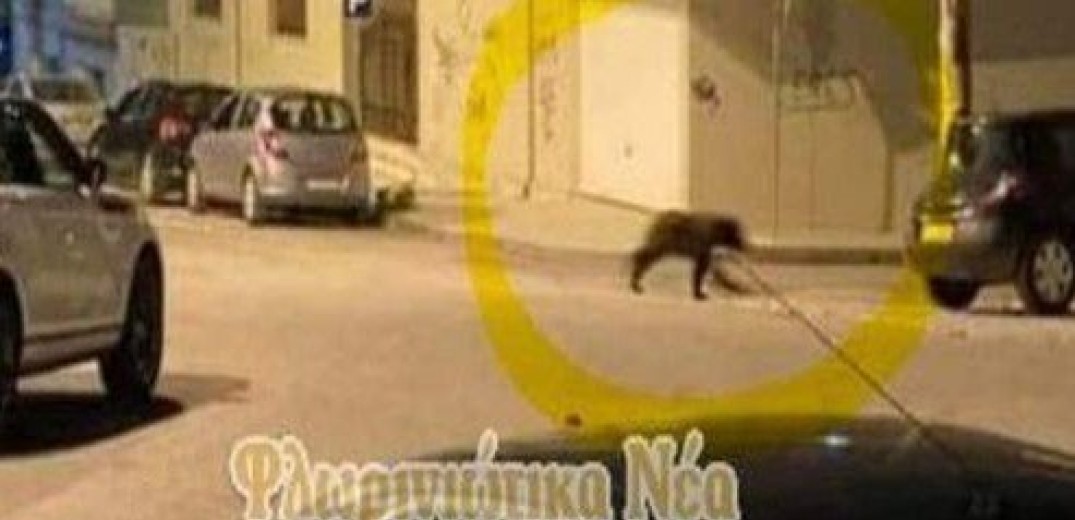 Φλώρινα: Βόλτα στο κέντρο της πόλης για μια... αρκούδα&#33; (βίντεο)