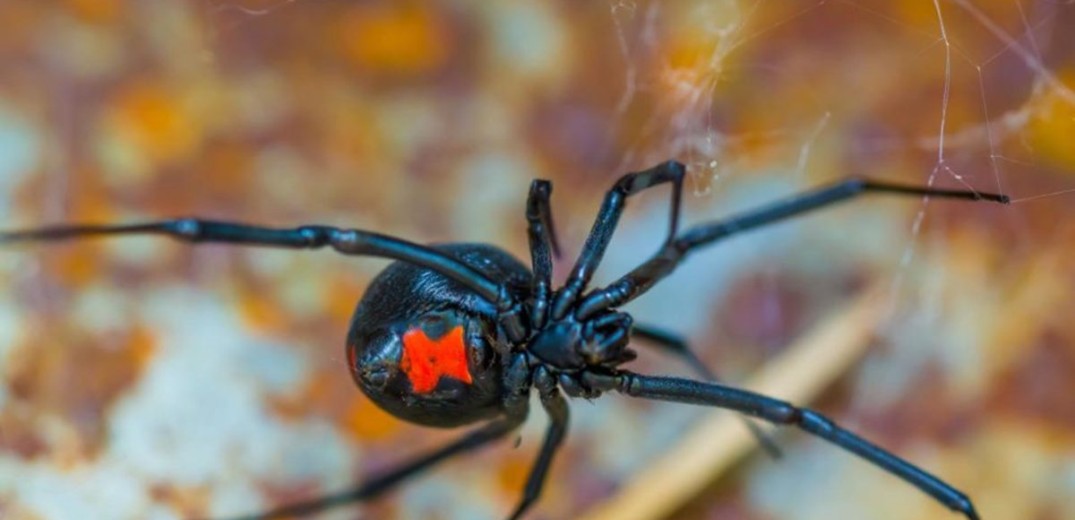Σέρρες: Αράχνη «Μαύρη Χήρα» τσίμπησε αγρότη και τον έστειλε στο νοσοκομείο&#33;