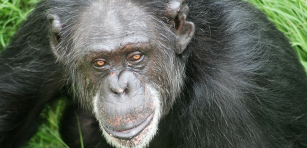 Διαμαρτυρία έξω από το Αττικό Ζωολογικό Πάρκο για τη θανάτωση του χιμπατζή