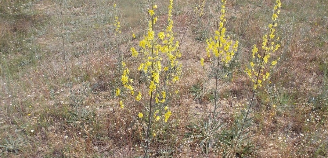 Στη Δοϊράνη η πρώτη παγκοσμίως καταγραφή νέου είδους φυτού, του Verbascum salicifolium&#33;