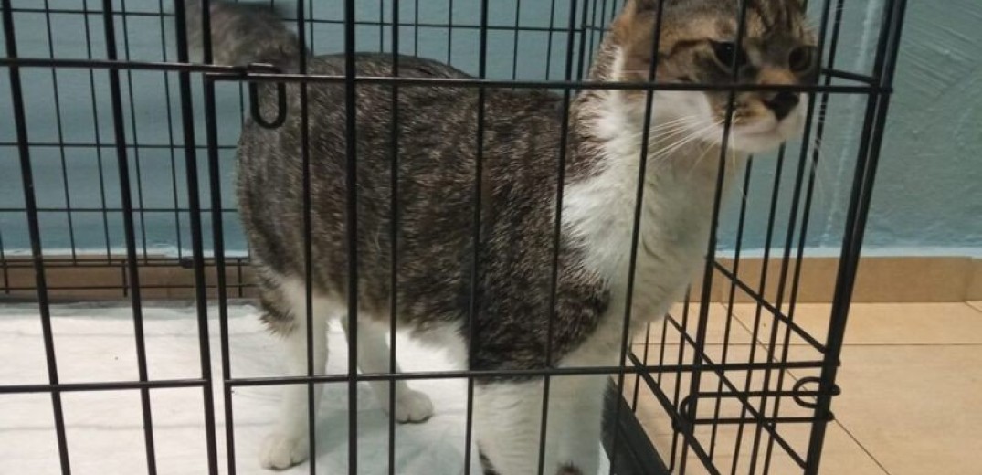 Γυναίκα παράτησε το γάτο της με το κλουβί του στο αεροδρόμιο της Αλεξανδρούπολης