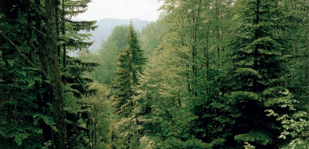 ΤΑΙΠΕΔ: Ολοκληρώθηκε «σε χρόνο ρεκόρ» το σχέδιο προστασίας δασών Anti-Nero	