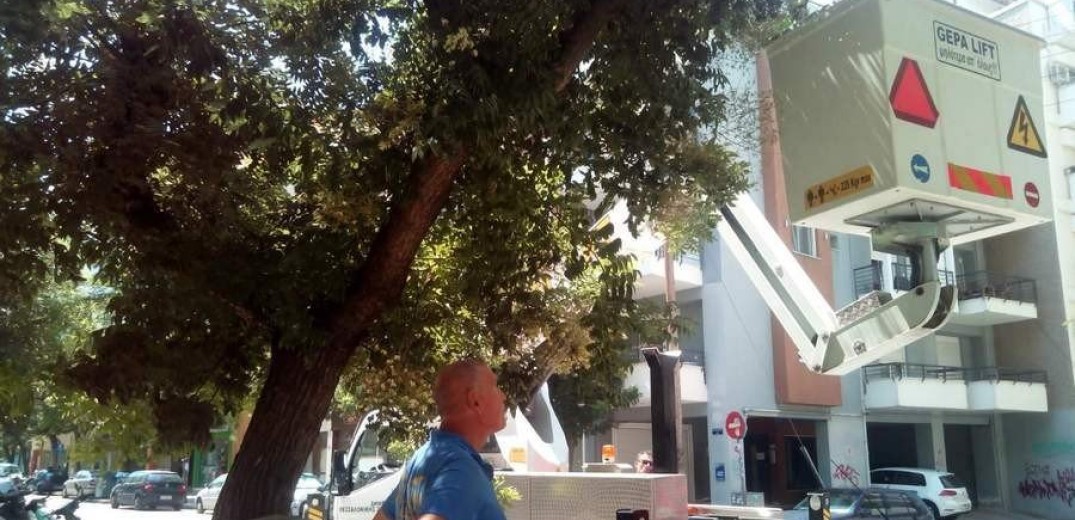 Δήμος Θεσσαλονίκης: Κινητοποίηση για γατάκι 2,5 μηνών που παγιδεύτηκε σε δέντρο (φωτ.)