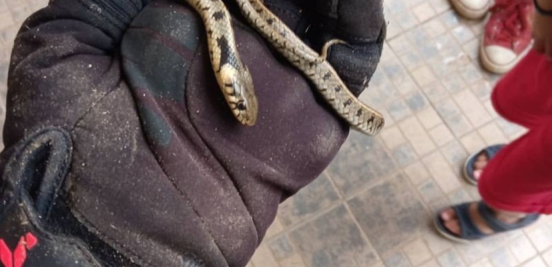 Βαθύλακκος Kοζάνης: Βρήκε φίδι στο σπίτι όταν πήγε να πάρει... μια χαρτοπετσέτα (βίντεο, φωτ.)
