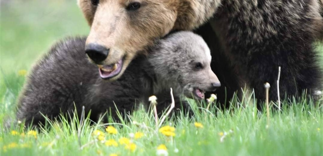Επιστήμονες ανέλυσαν το DNA της καφέ αρκούδας σε Πίνδο, Σπέτσες και Ροδόπη