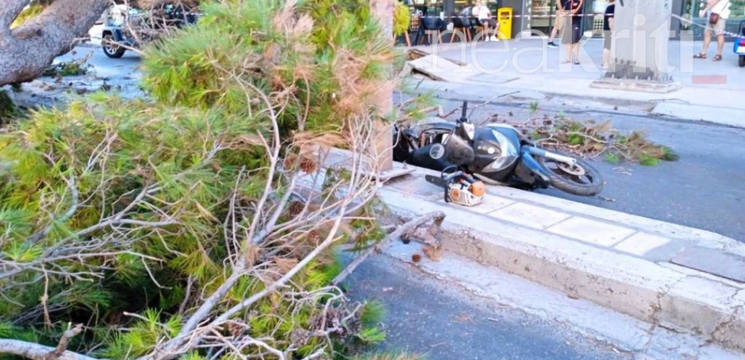 Βίντεο κατέγραψε την πτώση δέντρου που σκότωσε τον 50χρονο στην Κρήτη (βίντεο)