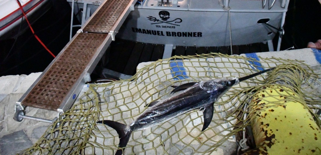 Μικρός ξιφίας στα δίχτυα ψαράδων στην Αλόννησο - Επιβλήθηκαν κυρώσεις