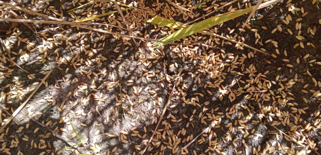 Καταστροφές σε 7.000 στρέμματα ρυζιού από χαλάζι στο Αιγίνιο Πιερίας (φωτ.)