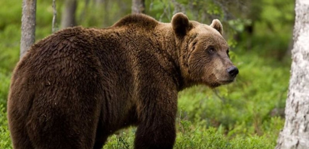 Θεσσαλονίκη: Νέα εμφάνιση της αρκούδας στα Πετροκέρασα - Προκάλεσε φθορές σε μελίσσια και κτήματα (φωτ.)