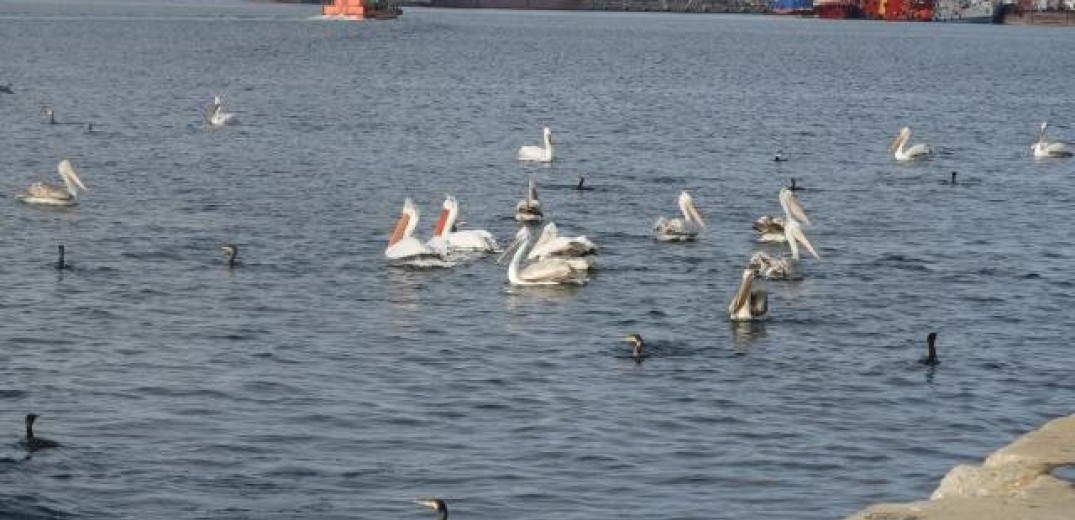 Θεσσαλονίκη: Σπάνια πουλιά βρήκαν καταφύγιο στο λιμάνι