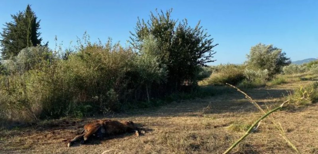 Φρίκη στην Αιτωλοακαρνανία: Σκότωσαν άγρια άλογα στον κάμπο της Λεπενούς (βίντεο, φωτ.)