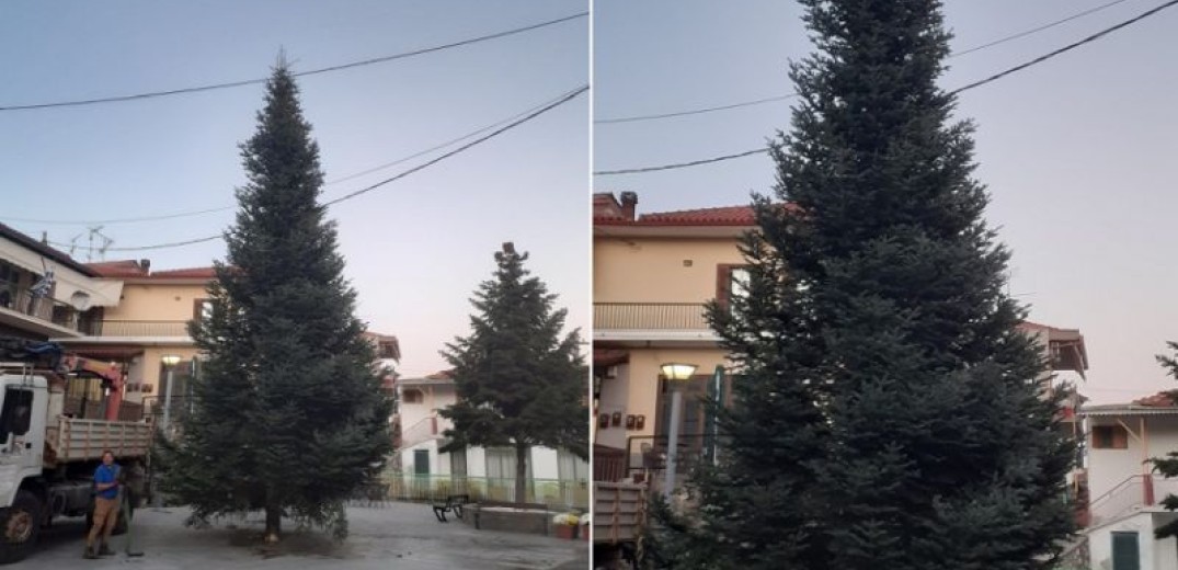 Χαλκιδική: Τοποθετήθηκε στην πλατεία του Ταξιάρχη το πρώτο Χριστουγεννιάτικο δέντρο της Ελλάδας - Φτάνει τα 16 μέτρα