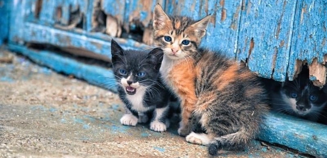 Κτηνωδία στις Σέρρες: Ασυνείδητος σκοτώνει αδέσποτες γάτες με καραμπίνα (βίντεο)