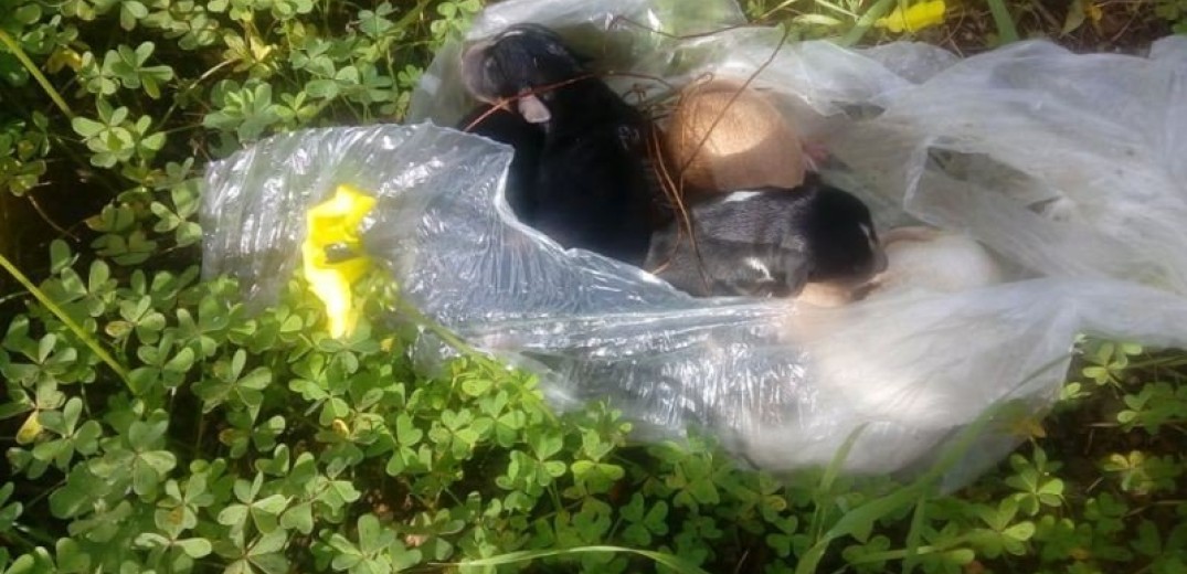 Λάρισα: Ασυνείδητος εγκατέλειψε εννέα νεογέννητα κουταβάκια δεμένα σε πλαστική σακούλα