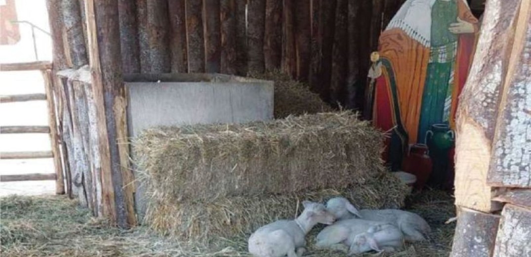 Βόλος: Έβαλαν ζωντανά ζώα ως «εκθέματα» σε δύο χριστουγεννιάτικες φάτνες - Εισαγγελική παρέμβαση για κακοποίηση 