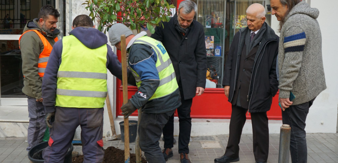 Ελληνική Δασολογική Εταιρεία: Τα δέντρα της Θεσσαλονίκης «ακρωτηριάζονται» ξανά