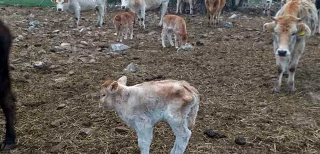 Καβάλα: Δεκάδες αγελάδες εγκαταλείφθηκαν από τους κτηνοτρόφους και πεθαίνουν βασανιστικά