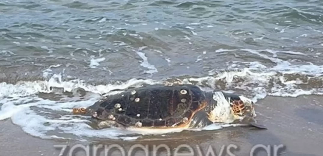 Τεράστια χελώνα με καβούκι ενός μέτρου ξεβράστηκε σε παραλία των Χανίων