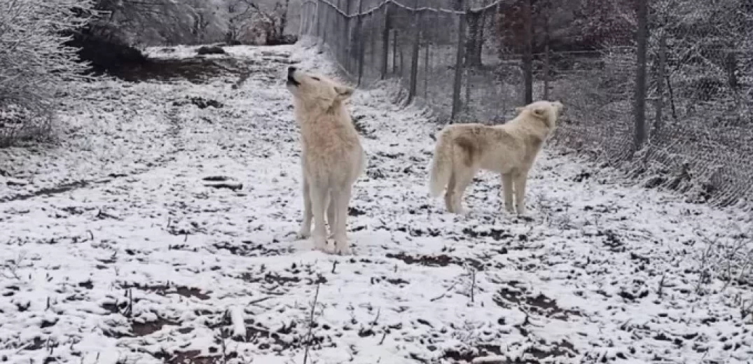 Κακοκαιρία: Viral το βίντεο με τους λύκους να υποδέχονται το χιόνι