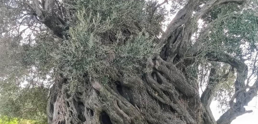 Κρήτη: Αποκαλύφθηκε υπεραιωνόβιο δέντρο ελιάς - Είναι 3.000 ετών&#33; (φωτ.)