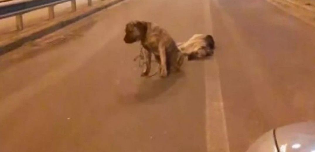 Ηράκλειο: Συγκινεί o σκύλος που θρηνεί τον τετράποδο φίλο του - Δεν τον εγκατέλειψε στιγμή (βίντεο)