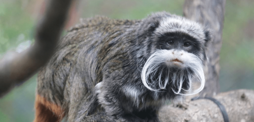 Βρέθηκαν οι δύο σπάνιοι πίθηκοι που το έσκασαν από ζωολογικό κήπο των ΗΠΑ (βίντεο)