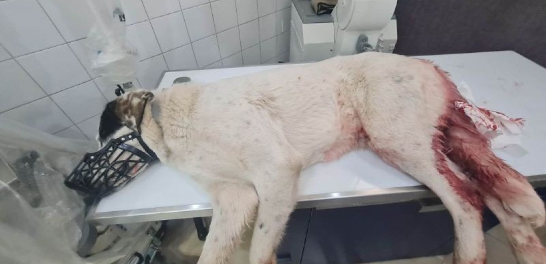 Φρίκη στην Πάτρα: Πυροβόλησε σκύλο εξ επαφής - Αναζητείται από την αστυνομία