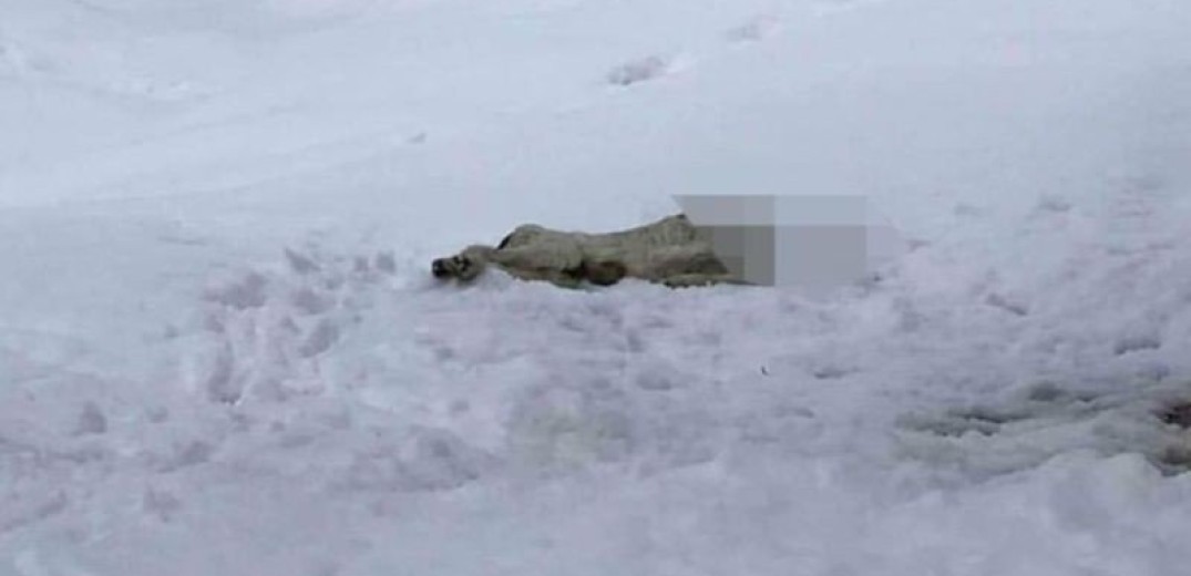 Βόλος: Παρέμβαση εισαγγελέα για τον αποκεφαλισμένο σκύλο που πέταξαν στα χιόνια